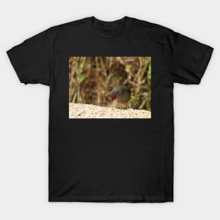 Red-browed Finch at Norton Summit eating T-Shirt